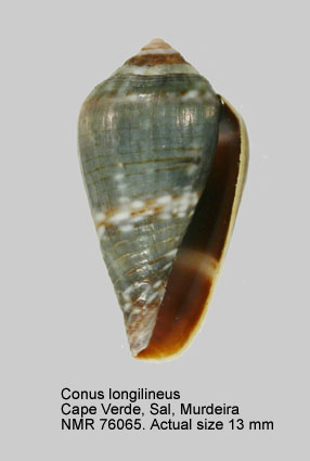 Conus longilineus.jpg - Conus longilineusRöckel, Rolán & Monteiro,1980